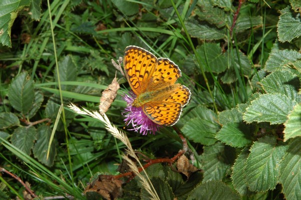 Farfalle di Valtellina, Valchiavenna, V.Poschiavo, Bregaglia